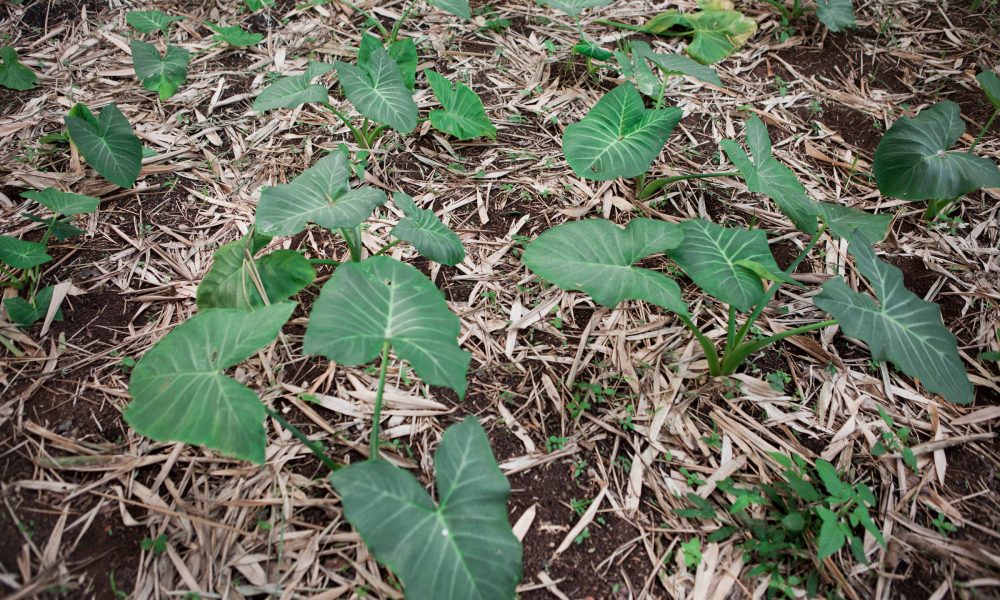 Taioba: estudo destaca benefícios da planta no cardápio – 09/09/2025 – Equilíbrio