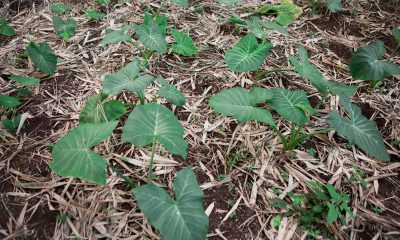 Taioba: estudo destaca benefícios da planta no cardápio – 09/09/2025 – Equilíbrio