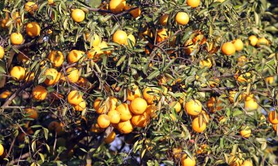 7 frutas que contêm mais vitamina C que laranjas – 06/09/2025 – Equilíbrio