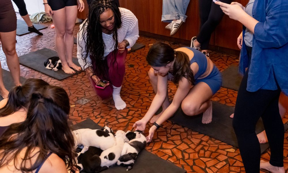 ‘Puppy Yoga’: Ioga com filhotes diminui ansiedade – 22/09/2025 – Equilíbrio