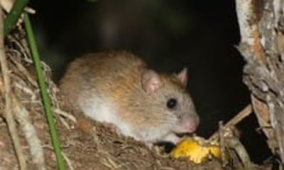 Ameaçado de extinção, ratinho goytacá é flagrado no Parque Estadual da Lagoa do Açu, em Campos – Diário do Rio de Janeiro
