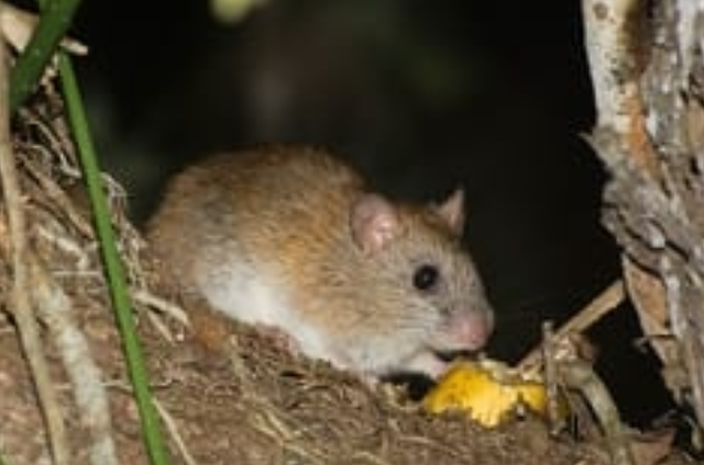 Ameaçado de extinção, ratinho goytacá é flagrado no Parque Estadual da Lagoa do Açu, em Campos – Diário do Rio de Janeiro