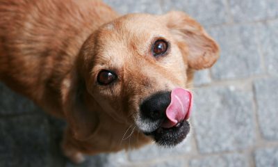Animais baleados: Prefeitura do Rio cria protocolo de notificação à polícia