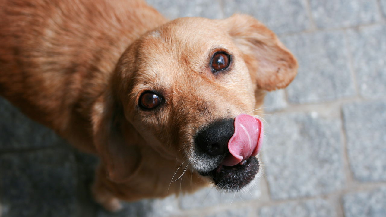 Animais baleados: Prefeitura do Rio cria protocolo de notificação à polícia