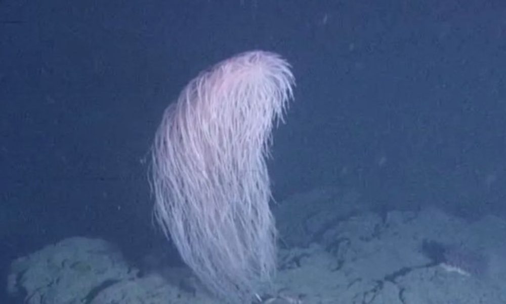 Coral ‘peludo’ descoberto no Pacífico ganha nome em homenagem a personagem de ‘Star Wars’