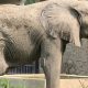 ‘Elefante mais solitário do mundo’ morre em zoológico na Índia após passar 13 anos sem companhia