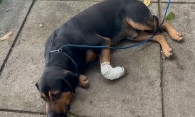 Em menos de 24 horas, Rio registra segundo cão baleado na Zona Norte – Diário do Rio de Janeiro