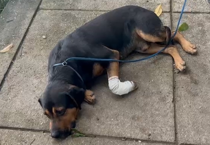 Em menos de 24 horas, Rio registra segundo cão baleado na Zona Norte – Diário do Rio de Janeiro