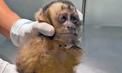 Em quase 10 anos, 69 animais foram baleados no Grande Rio – Diário do Rio de Janeiro