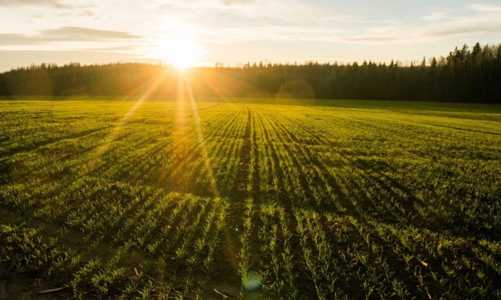 Início da Primavera: quando começa e o que esperar da estação das flores?