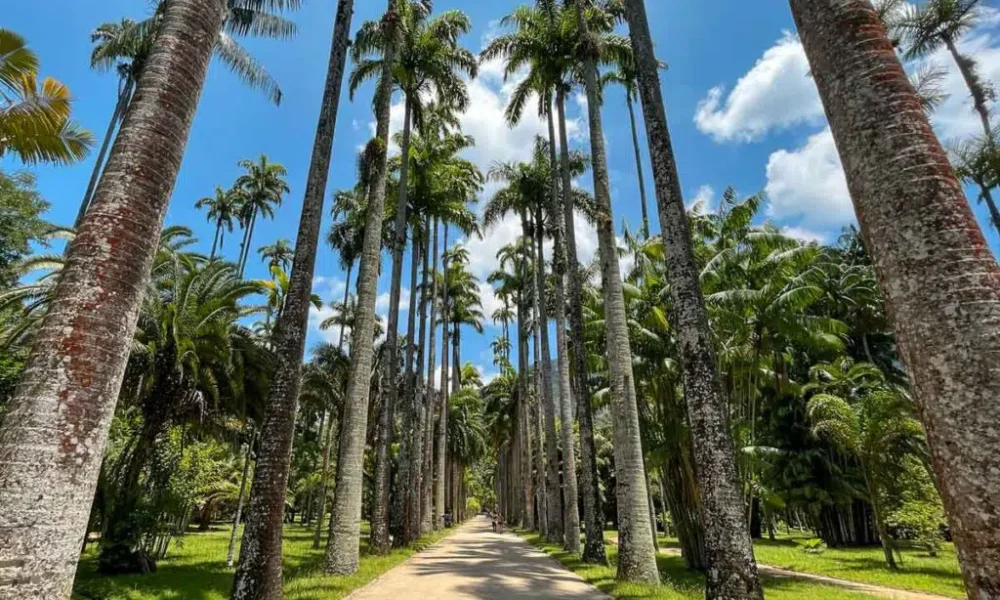 Jardim Botânico ganha pedra chinesa de 700 kg como novo atrativo – Diário do Rio de Janeiro