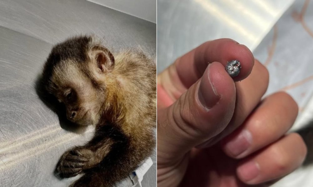 Macaca baleada por tiro de chumbinho no Rio morre; animal perdeu os movimentos e recebia tratamento