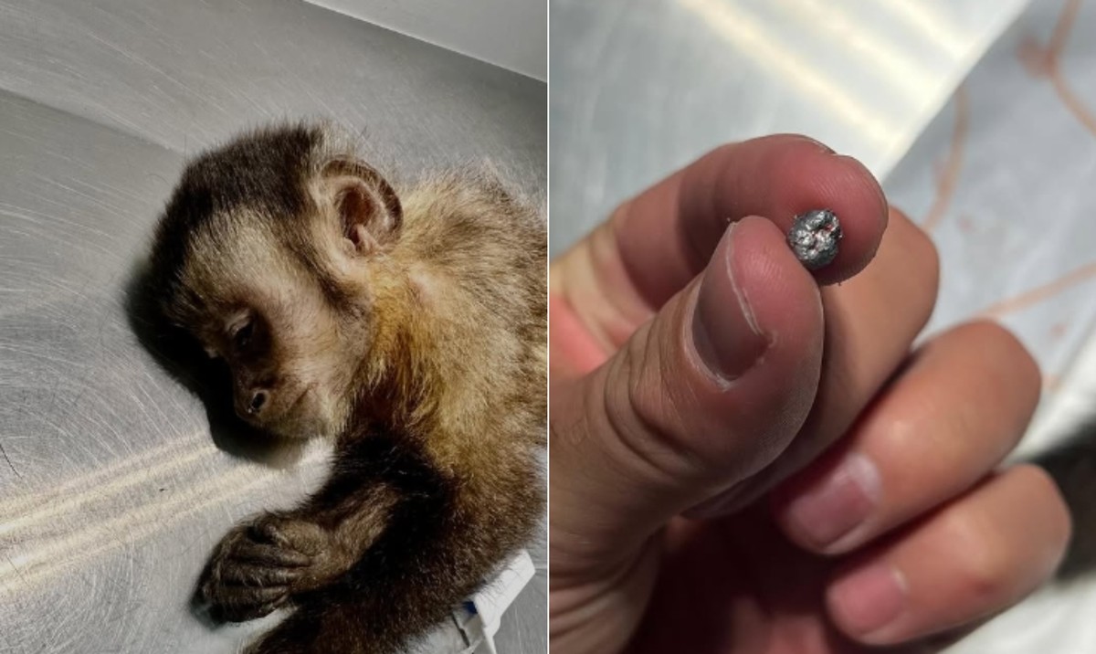 Macaca baleada por tiro de chumbinho no Rio morre; animal perdeu os movimentos e recebia tratamento