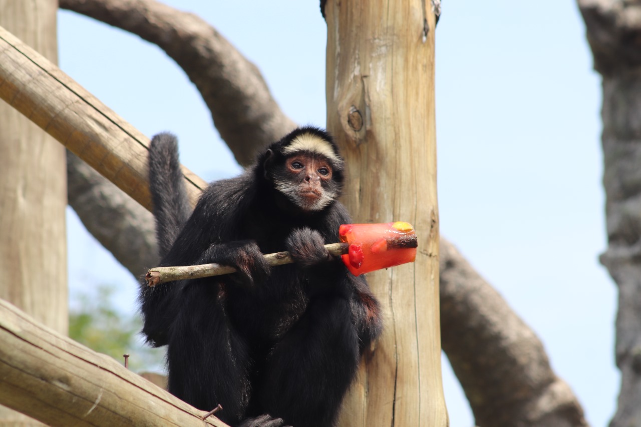 Macacos-prego do BioParque vão ganhar picolé de frutas para celebrar o Dia do Sorvete – Diário do Rio de Janeiro