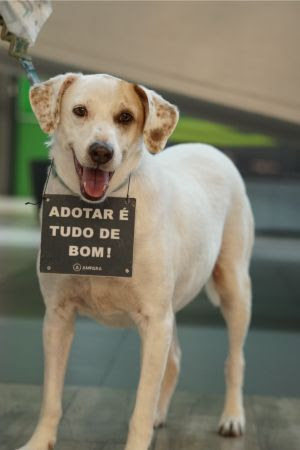 Neste sábado, acontece mais uma feira de adoção de cães e gatos na Barra da Tijuca – Diário do Rio de Janeiro