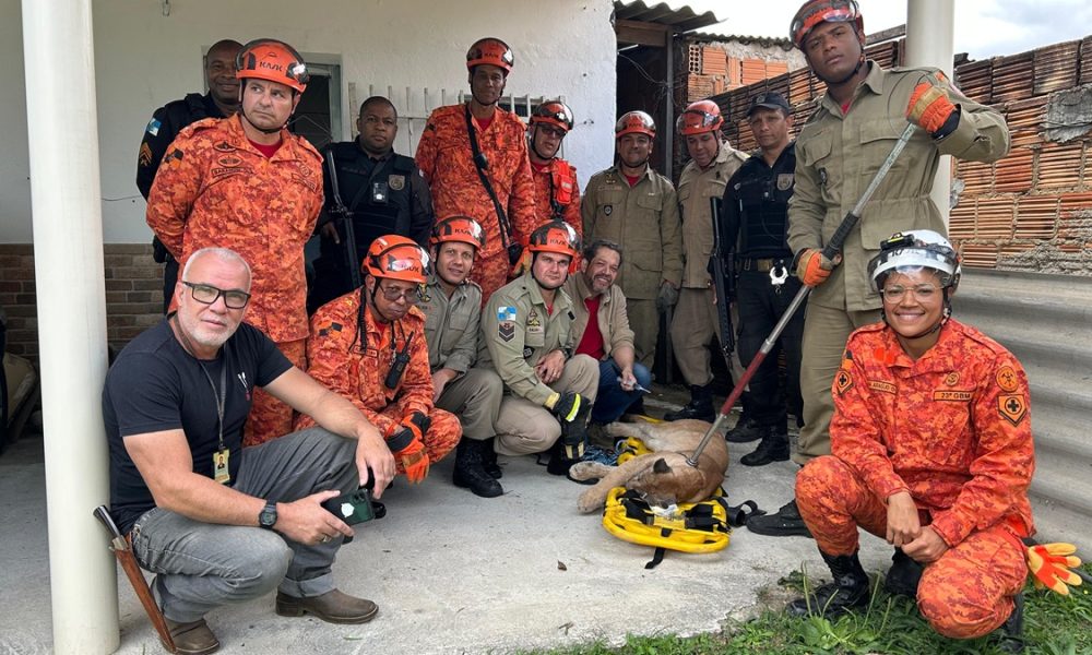 Onça-parda é resgatada por bombeiros em área urbana de Resende – Diário do Rio de Janeiro