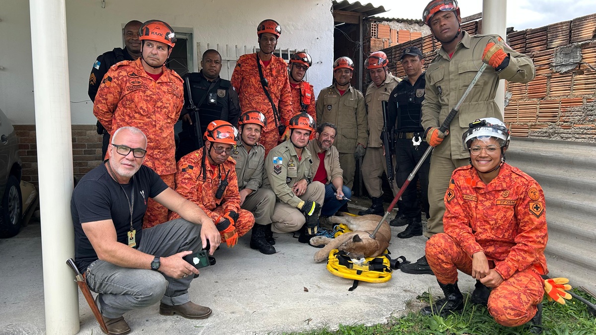 Onça-parda é resgatada por bombeiros em área urbana de Resende – Diário do Rio de Janeiro