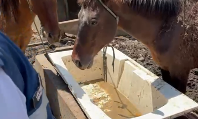 Prefeitura resgata animais que passavam fome e sede em terreno sujo, em Realengo – Diário do Rio de Janeiro