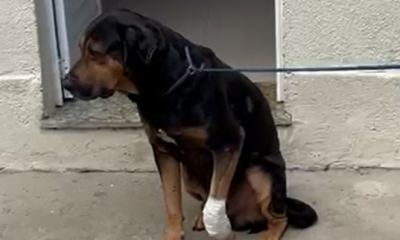 Prefeitura vai criar protocolo para notificar polícia sobre casos de animais baleados – Diário do Rio de Janeiro