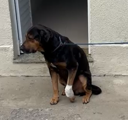 Prefeitura vai criar protocolo para notificar polícia sobre casos de animais baleados – Diário do Rio de Janeiro