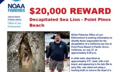 Recompensa de US$ 20 mil é oferecida por informações sobre homem visto decapitando leão-marinho nos EUA