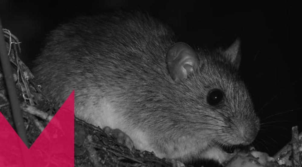 Roedor ameaçado de extinção, ratinho-goytacá é flagrado em parque natural no Norte Fluminense