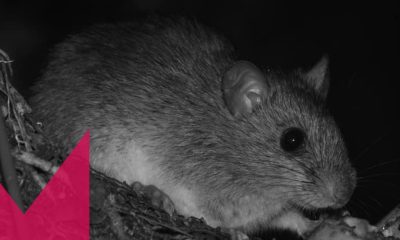 Roedor ameaçado de extinção, ratinho-goytacá é flagrado em parque natural no Norte Fluminense