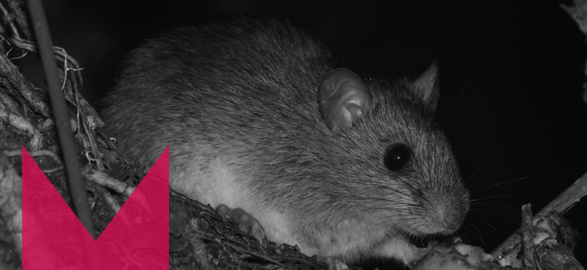 Roedor ameaçado de extinção, ratinho-goytacá é flagrado em parque natural no Norte Fluminense