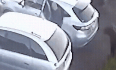 Urso em fúria invade cidade, mata idosa, ataca menino de 12 anos, que sobreviveu se fingindo de morto, e persegue homem; vídeo