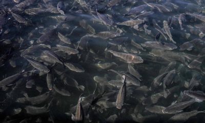 Como peixes em aquários – 02/10/2025 – Suzana Herculano-Houzel