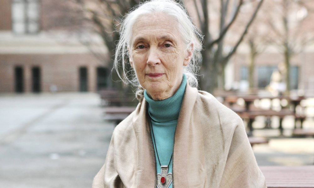 O que Jane Goodall ensinou sobre viver uma vida longa – 04/10/2025 – Equilíbrio