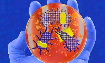 Como micróbios controlam o seu sono – 06/10/2025 – Ciência