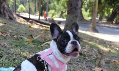 Alerj aprova projeto que proíbe venda e doação de animais em eventos sem finalidade específica – Diário do Rio de Janeiro