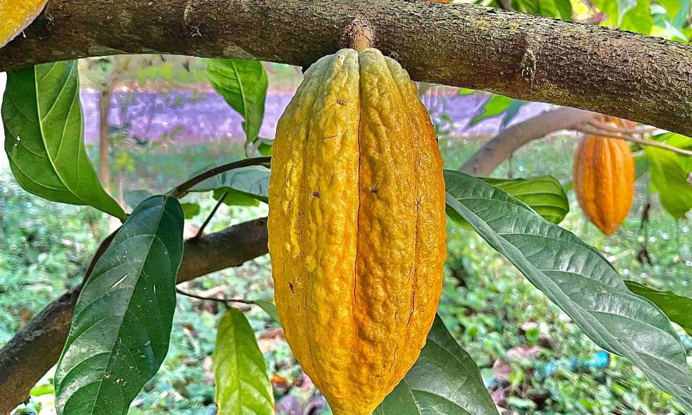 Cacau: muito mais que um alimento. Descubra porque ela é considerada uma medicina ancestral poderosa – Diário do Rio de Janeiro