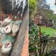 Gansos e patos furtados do Parque Guinle: já se sabe quem levou os animais – Diário do Rio de Janeiro