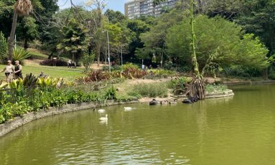 Gansos roubando gansos! Aves desaparecem do Parque Guinle e caso vai parar na polícia
