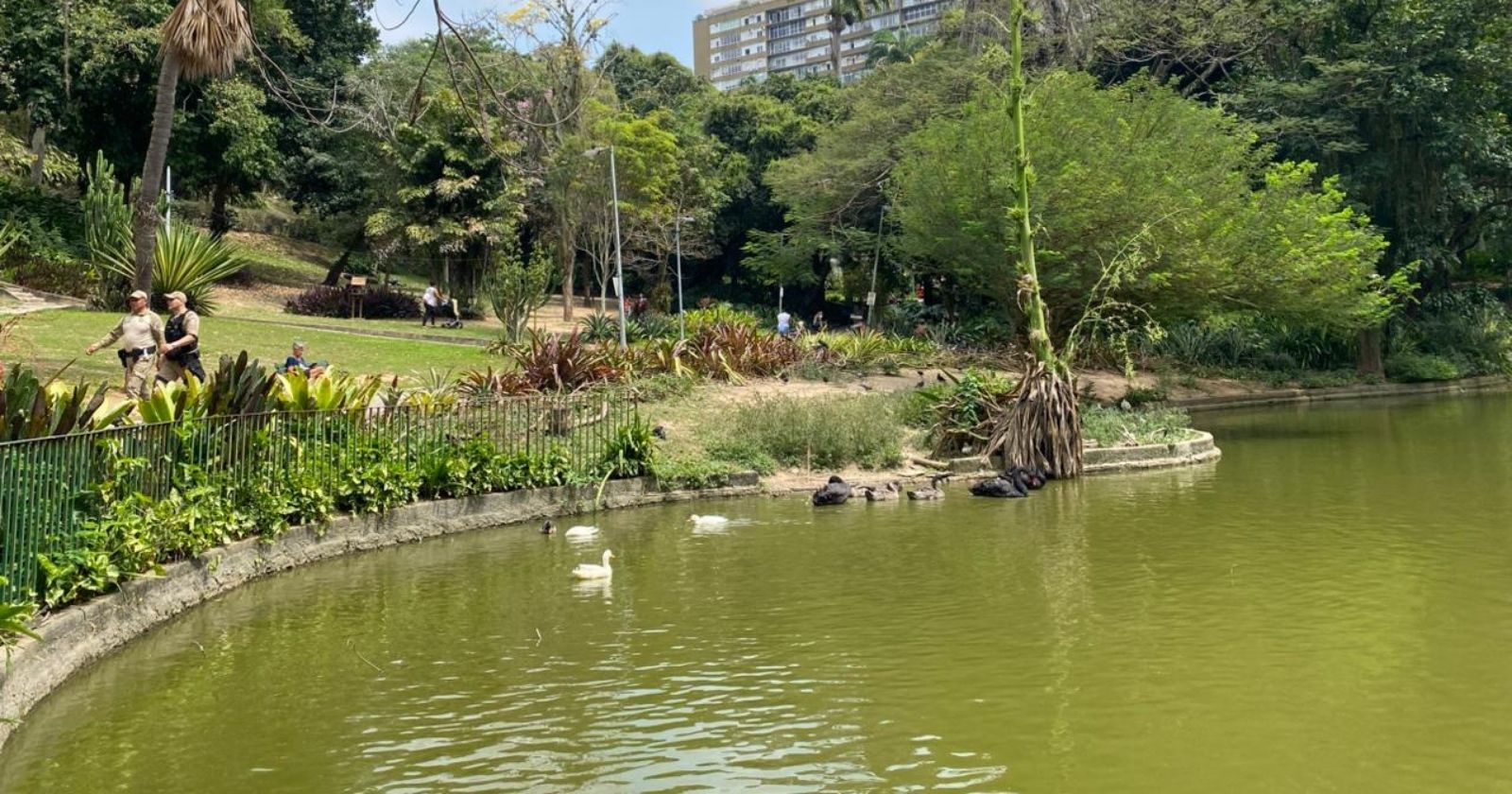 Gansos roubando gansos! Aves desaparecem do Parque Guinle e caso vai parar na polícia