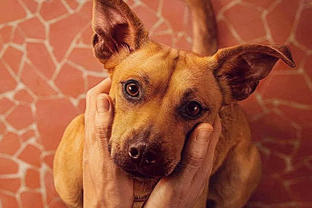 História de Amendoim, o cãozinho de 'Caramelo', também daria um filme; conheça