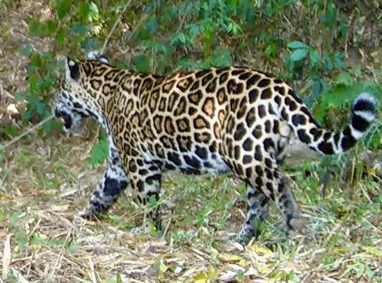Onça-pintada é novamente avistada no Parque Estadual da Serra da Concórdia, em Valença – Diário do Rio de Janeiro