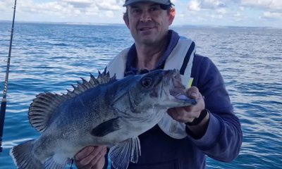 Peixe pré-histórico que devora tubarões é capturado na costa do Reino Unido