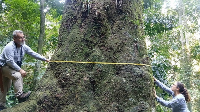 Pesquisadores registram Jequitibá-rosa centenário na zona Oeste do Rio – Diário do Rio de Janeiro