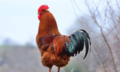 Polícia Civil estoura campeonato de rinha de galos no distrito de São Vicente, em Araruama – Diário do Rio de Janeiro