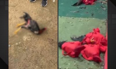 Rinhas clandestinas: ação em Araruama prende 24 suspeitos e resgata 40 galos