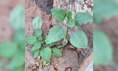 Saiba como identificar falsa couve que deixou quatro pessoas internadas em estado grave