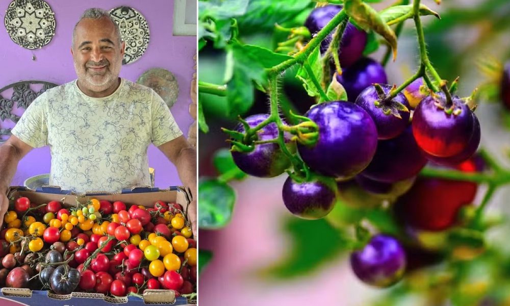 Tomate não é só vermelho! Projeto em Maricá cultiva até 80 variedades, e tem até tomate preto