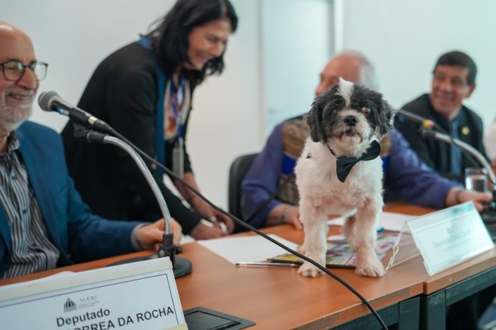 Novo Código dos Animais endurece regras no RJ: fogos proibidos, transporte seguro e multas altas