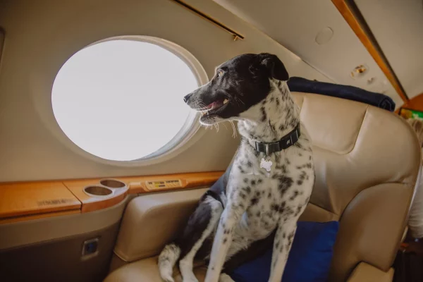 STF invalida lei do Rio que garantia transporte gratuito para animais em aviões