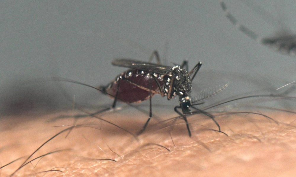 Primeira morte por dengue de 2026 é investigada em SP – 10/01/2026 – Equilíbrio e Saúde