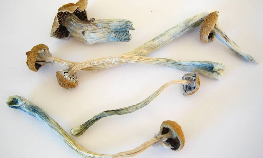 Terapia com cogumelos tem implementação conturbada nos EUA – 18/01/2026 – Equilíbrio