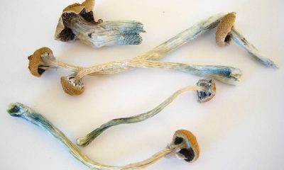 Terapia com cogumelos tem implementação conturbada nos EUA – 18/01/2026 – Equilíbrio